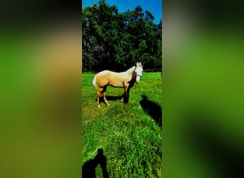 Paint Horse, Hengst, , 150 cm, Palomino