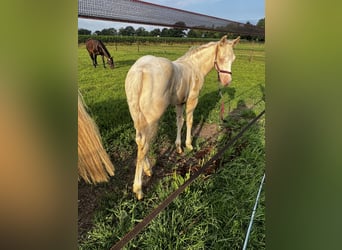 Paint Horse, Hengst, Fohlen (05/2023), 150 cm, Perlino
