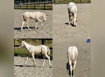Paint Horse, Hengst, Fohlen (05/2023), 150 cm, Perlino