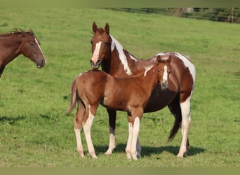 Paint Horse, Hengst, Fohlen (06/2024), 150 cm, Tobiano-alle-Farben