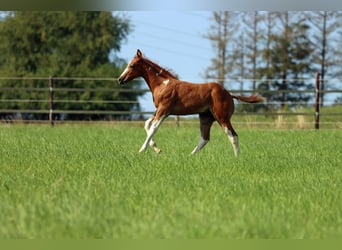 Paint Horse, Hengst, Fohlen (06/2024), 150 cm, Tobiano-alle-Farben