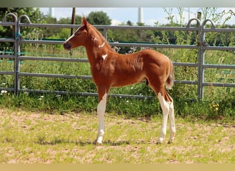 Paint Horse, Hengst, Fohlen (06/2024), 150 cm, Tobiano-alle-Farben