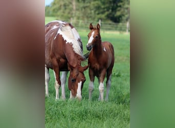 Paint Horse, Hengst, Fohlen (06/2024), 150 cm, Tobiano-alle-Farben