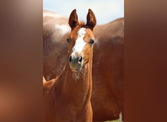 Paint Horse, Hengst, Fohlen (06/2024), 150 cm, Tobiano-alle-Farben