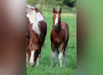 Paint Horse, Hengst, Fohlen (06/2024), 150 cm, Tobiano-alle-Farben