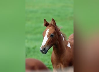 Paint Horse, Hengst, Fohlen (06/2024), 150 cm, Tobiano-alle-Farben