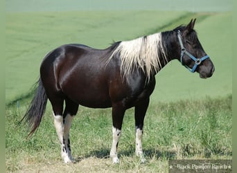 Paint Horse, Hengst, Fohlen (04/2024), 150 cm, Tobiano-alle-Farben