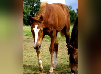 Paint Horse, Hengst, Fohlen (03/2025), 152 cm, Dunkelfuchs