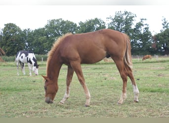 Paint Horse, Hengst, Fohlen (03/2025), 152 cm, Dunkelfuchs
