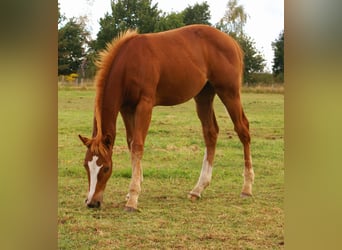 Paint Horse, Hengst, Fohlen (03/2025), 152 cm, Dunkelfuchs