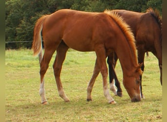 Paint Horse, Hengst, Fohlen (03/2025), 152 cm, Dunkelfuchs