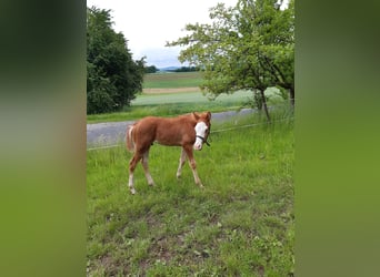 Paint Horse, Hengst, , 152 cm, Fuchs