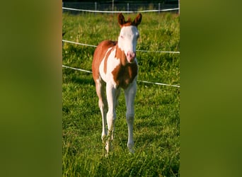 Paint Horse, Hengst, , 152 cm, Overo-alle-Farben
