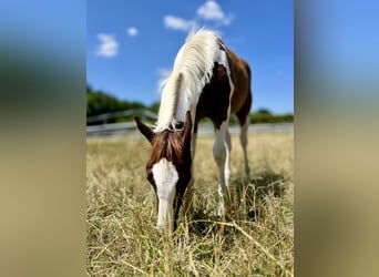 Paint Horse, Hengst, Fohlen (02/2025), 152 cm, Tobiano-alle-Farben