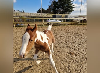 Paint Horse, Hengst, Fohlen (02/2025), 152 cm, Tobiano-alle-Farben