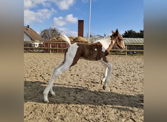 Paint Horse, Hengst, Fohlen (02/2025), 152 cm, Tobiano-alle-Farben