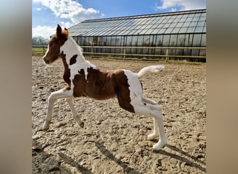 Paint Horse, Hengst, Fohlen (02/2025), 152 cm, Tobiano-alle-Farben