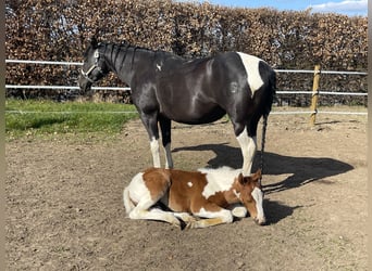 Paint Horse, Hengst, Fohlen (02/2025), 152 cm, Tobiano-alle-Farben