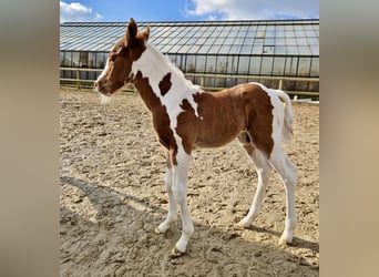 Paint Horse, Hengst, Fohlen (02/2025), 152 cm, Tobiano-alle-Farben