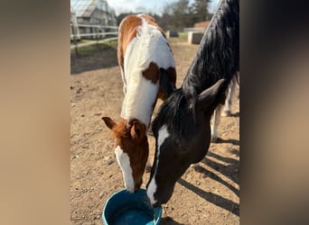 Paint Horse, Hengst, Fohlen (02/2025), 152 cm, Tobiano-alle-Farben