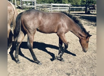 Paint Horse, Hengst, Fohlen (04/2025), 153 cm, Blauschimmel