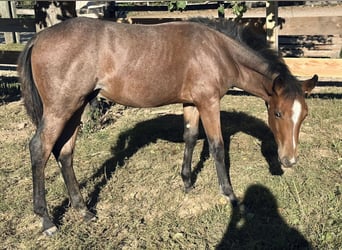 Paint Horse, Hengst, Fohlen (04/2025), 153 cm, Blauschimmel