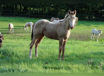 Paint Horse, Hengst, Fohlen (04/2025), 153 cm, Champagne