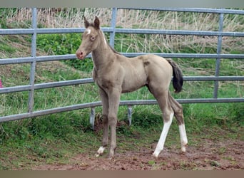 Paint Horse, Hengst, Fohlen (04/2025), 153 cm, Champagne