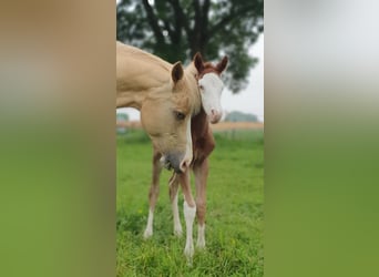 Paint Horse, Hengst, Fohlen (06/2024), 154 cm, Overo-alle-Farben