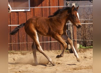 Paint Horse Mix, Hengst, , 155 cm, Brauner