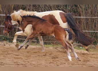 Paint Horse Mix, Hengst, , 155 cm, Brauner