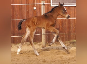 Paint Horse Mix, Hengst, , 155 cm, Brauner