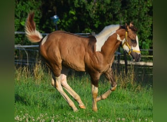 Paint Horse, Hengst, Fohlen (03/2024), 155 cm, Dunkelfuchs