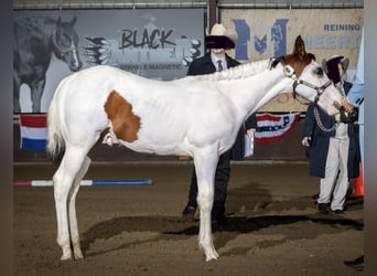 Paint Horse, Hengst, Fohlen (05/2023), 155 cm, Overo-alle-Farben