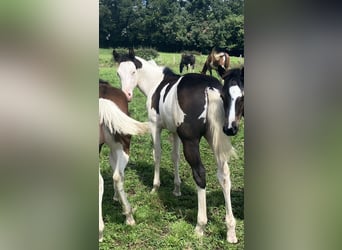 Paint Horse, Hengst, Fohlen (03/2025), 155 cm, Overo-alle-Farben