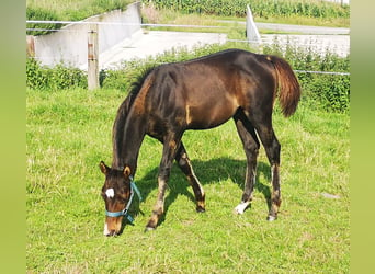 Paint Horse, Hengst, Fohlen (04/2023), 155 cm, Schwarzbrauner