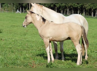 Paint Horse, Hengst, Fohlen (05/2023), 155 cm, Tobiano-alle-Farben