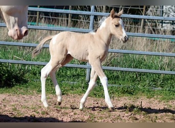 Paint Horse, Hengst, Fohlen (05/2023), 155 cm, Tobiano-alle-Farben