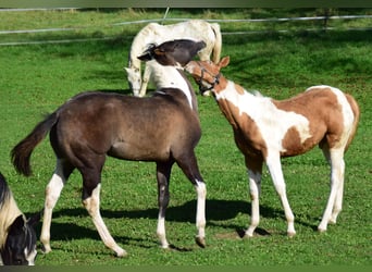 Paint Horse, Hengst, Fohlen (05/2024), 155 cm, Tobiano-alle-Farben