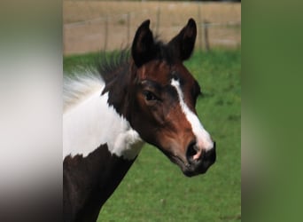Paint Horse, Hengst, , 156 cm, Tobiano-alle-Farben