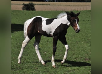Paint Horse, Hengst, , 156 cm, Tobiano-alle-Farben