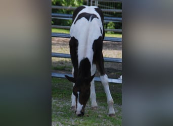 Paint Horse, Hengst, , 156 cm, Tobiano-alle-Farben