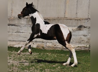 Paint Horse, Hengst, , 156 cm, Tobiano-alle-Farben
