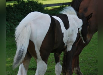 Paint Horse, Hengst, , 156 cm, Tobiano-alle-Farben