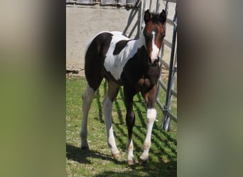 Paint Horse, Hengst, , 156 cm, Tobiano-alle-Farben