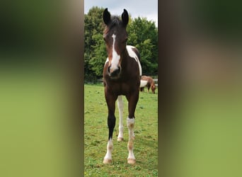 Paint Horse, Hengst, Fohlen (03/2025), 160 cm, Dunkelbrauner