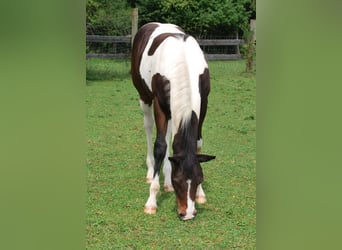 Paint Horse, Hengst, Fohlen (03/2025), 160 cm, Dunkelbrauner