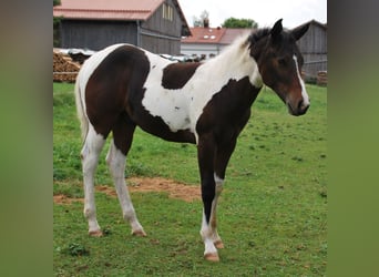 Paint Horse, Hengst, Fohlen (03/2025), 160 cm, Dunkelbrauner