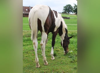 Paint Horse, Hengst, Fohlen (03/2025), 160 cm, Dunkelbrauner