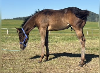 Paint Horse, Hengst, Fohlen (06/2025), 160 cm, Rotbrauner